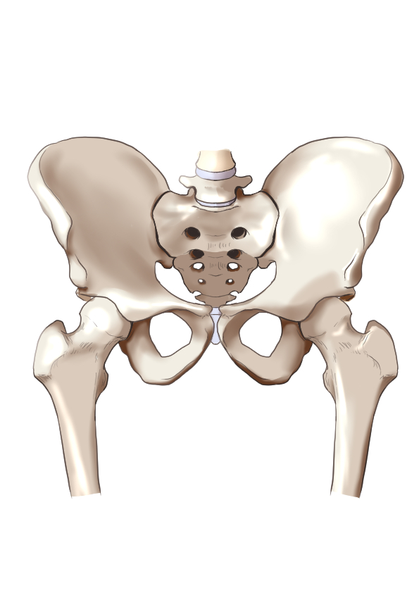 骨盤矯正】骨盤は歪まない！？その実態とは！ | 群馬県高崎市の 